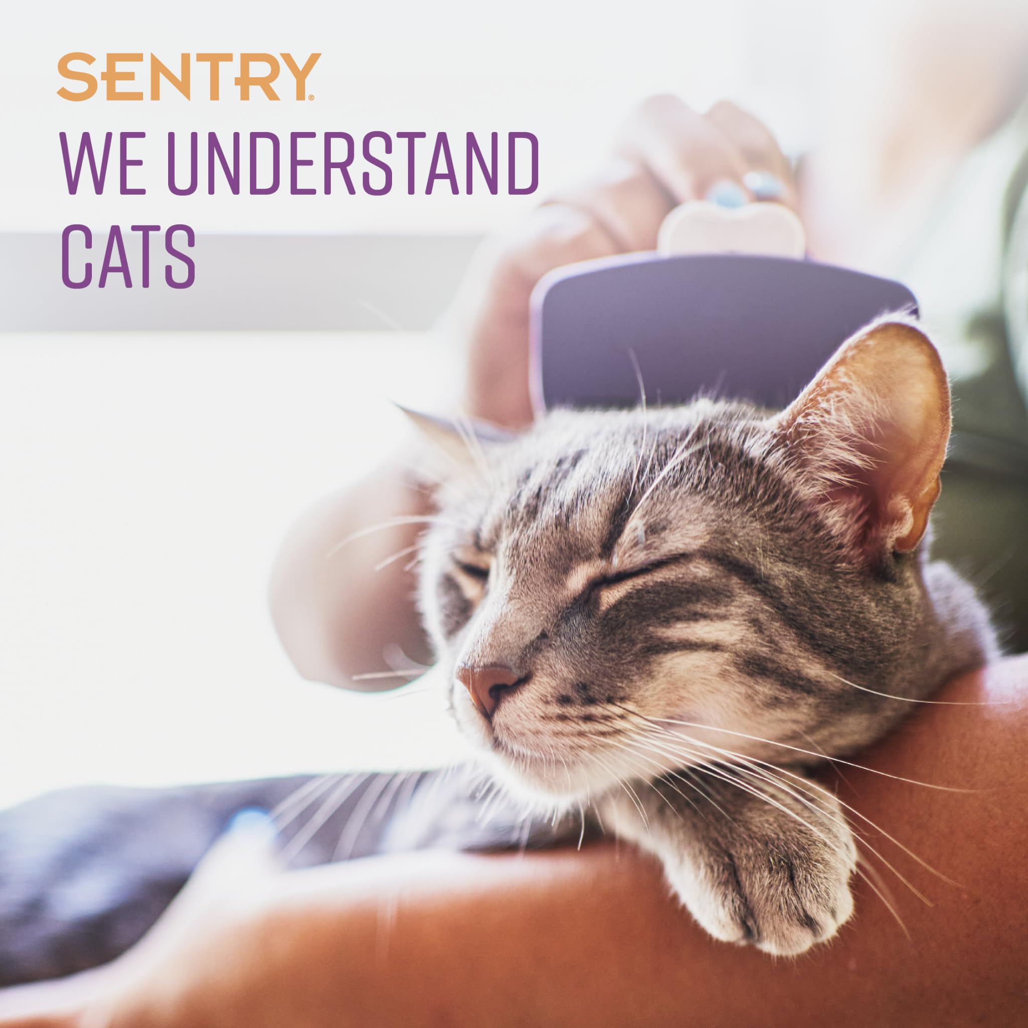 Chat portant le collier Sentry en usage réduisant signes de stress