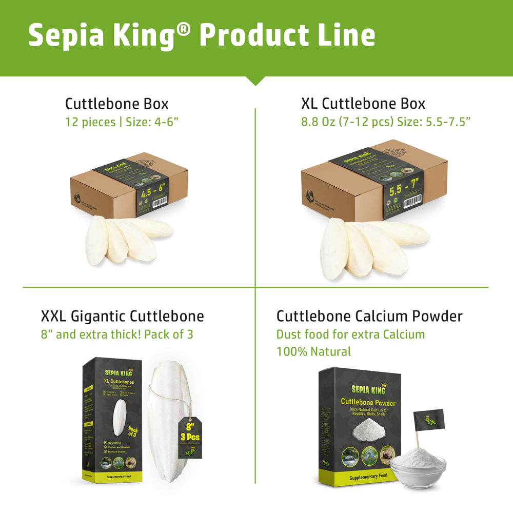 Sepia King comparaison taille dans main pour visualiser portion