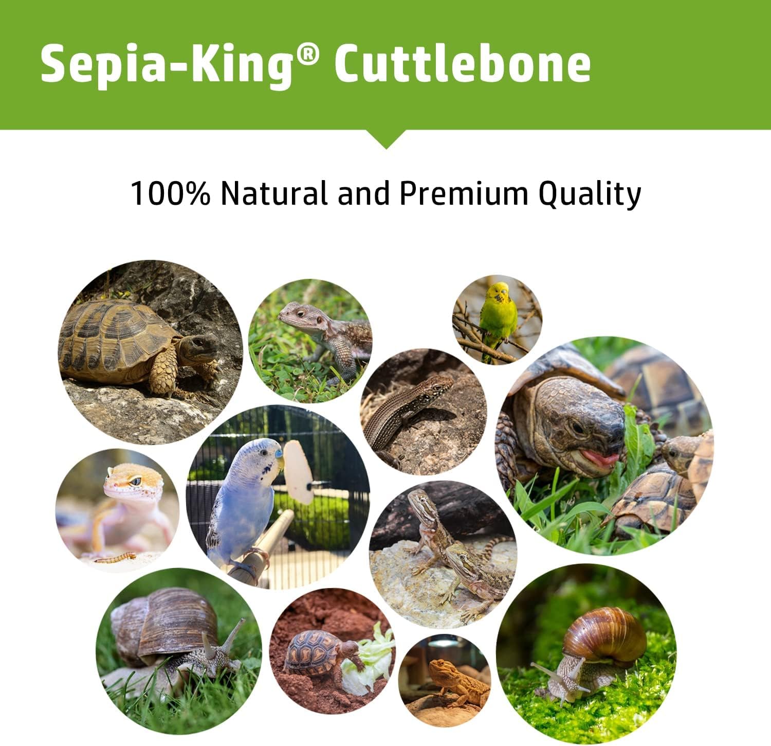 Sepia King dans terrarium près de tortue apport minéral naturel