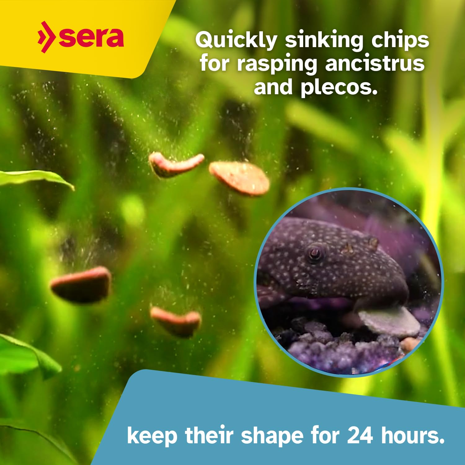 Sera Pleco Chips déposées au fond d’aquarium, attire poissons-chats pour alimentation