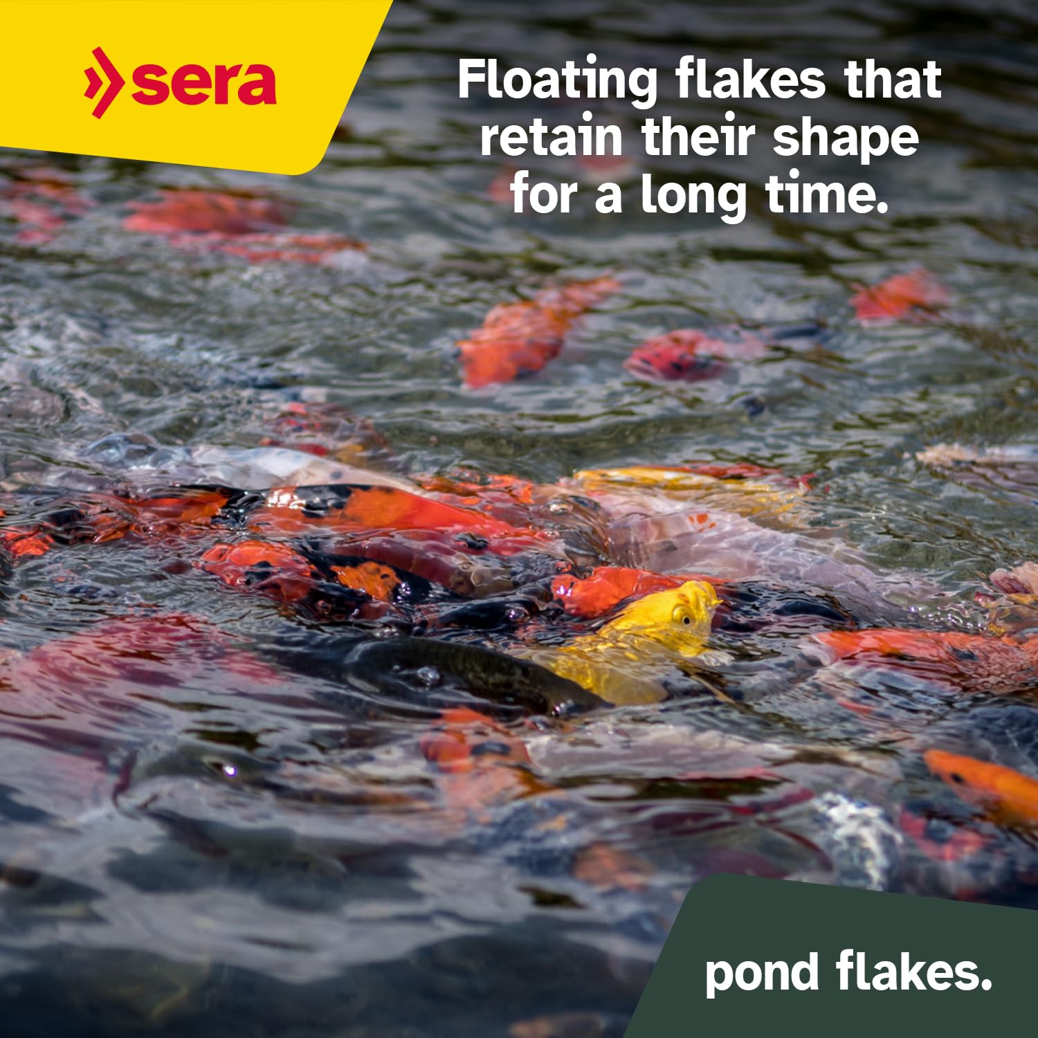 Sera Pond Flakes poissons rouges consommant, favorise vitalité