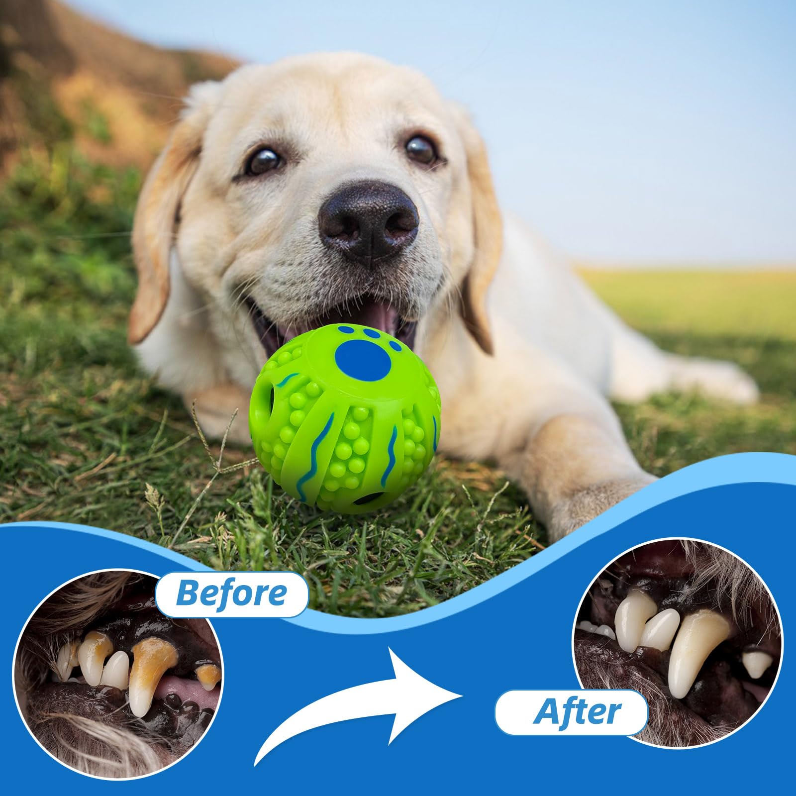 SHAKE AND LAUGH chien jouant avec la balle spiky pour stimulation physique et mentale