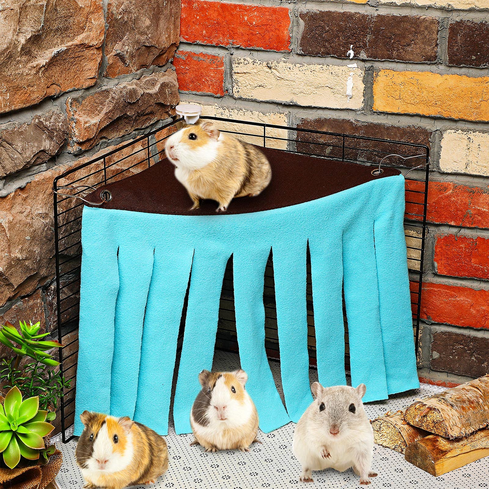 Shappy animal sur le toit profitant d’un espace de repos