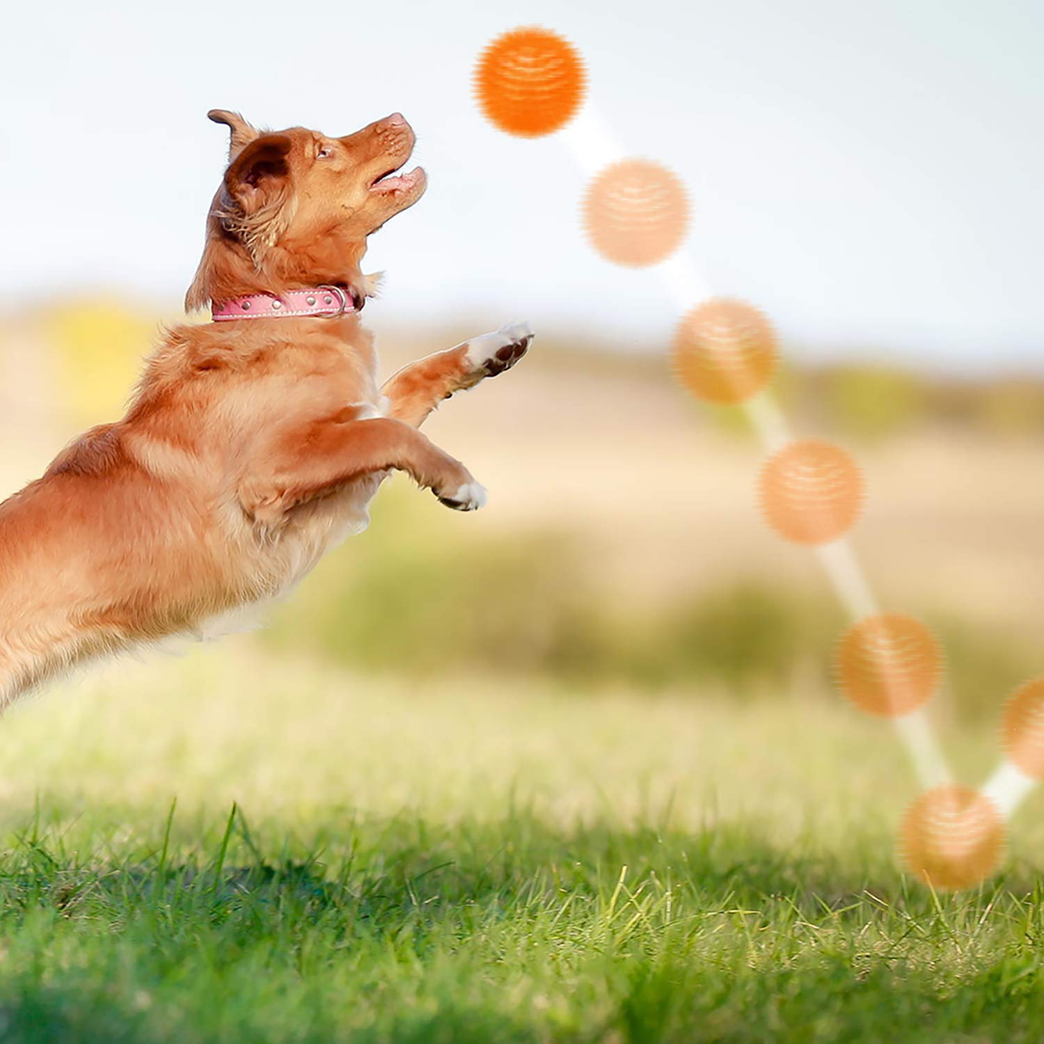 SHARLOVY chien récupérant balle en plein air pour exercice actif