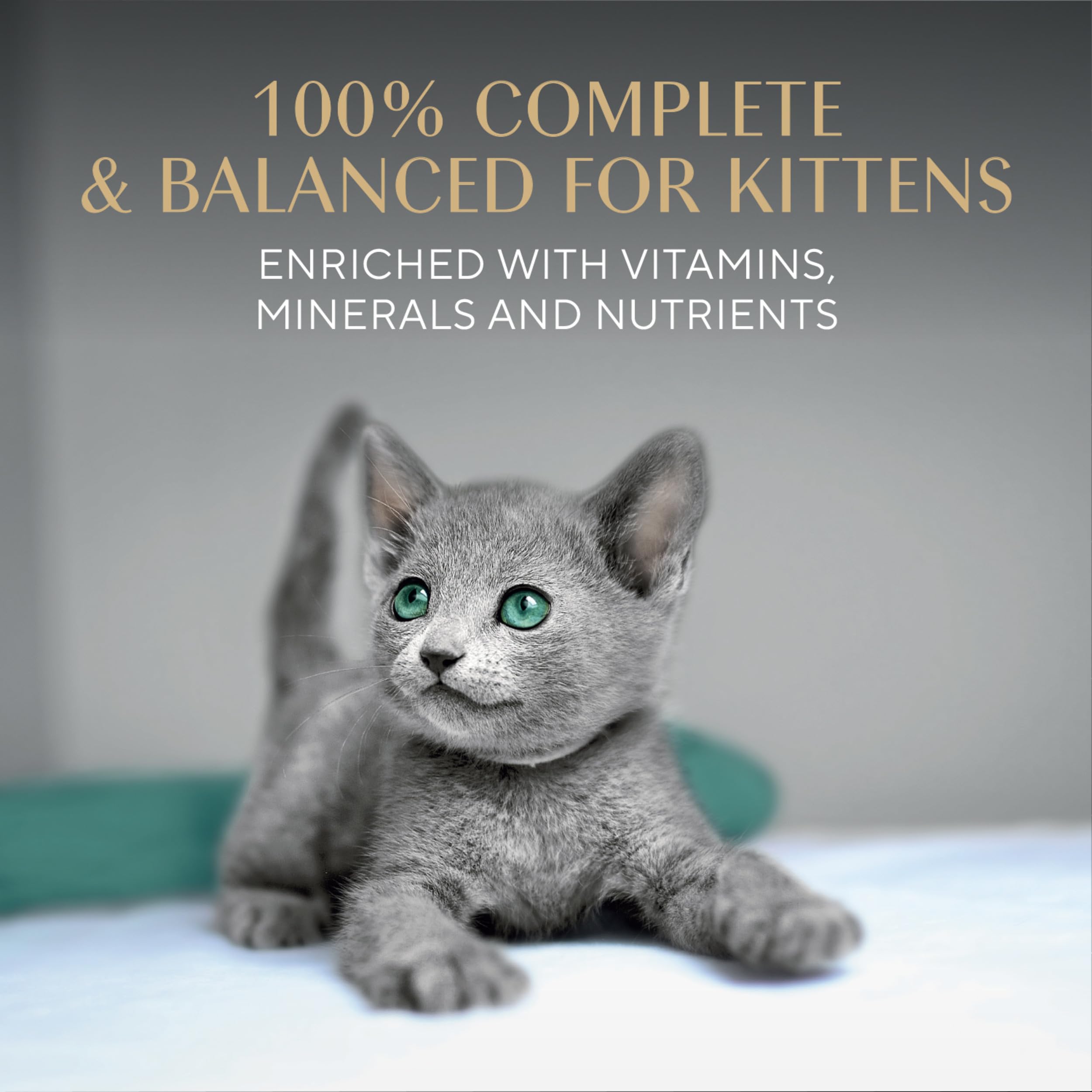 Chaton mangeant Sheba Perfect Portions montrant acceptation et appétence