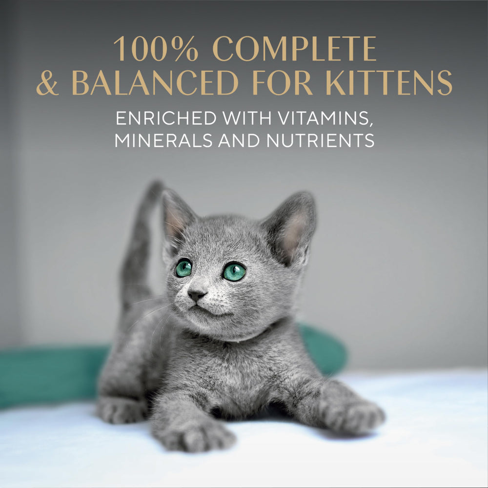 Sheba chaton mangeant pâté soulignant acceptation et plaisir