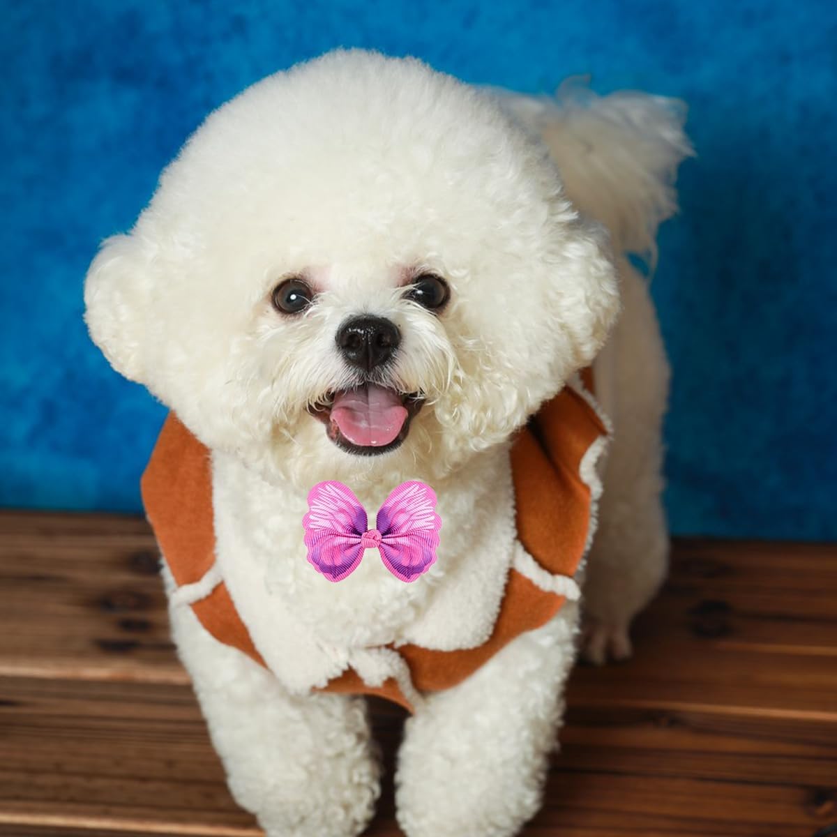 SHEHARUHI chiot habillé pour fête, joli rendu photo instantané