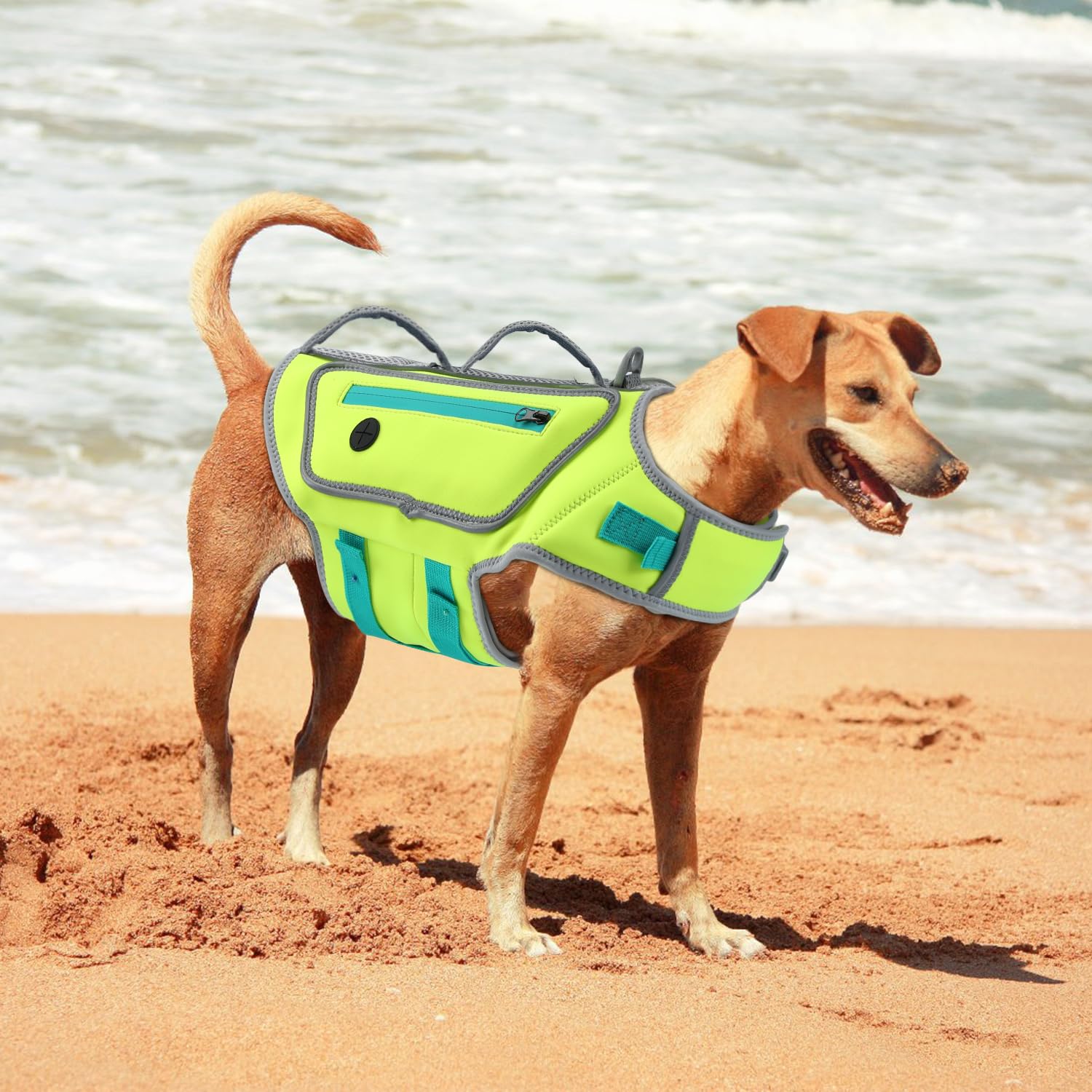 Sheripet tableau taille posé à côté d’un chien pour choisir la bonne taille