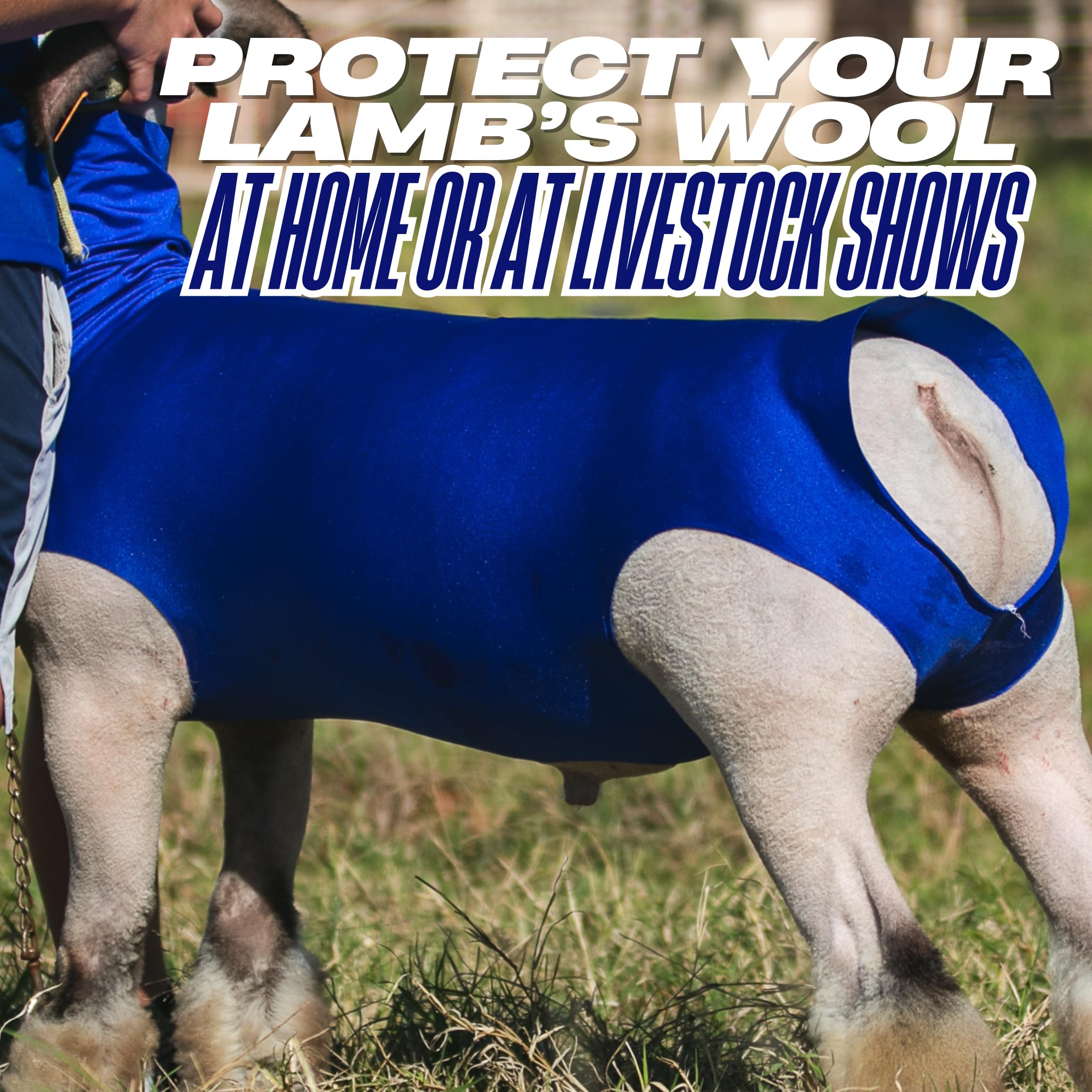 Showpro tube porté sur agneau illustre maintien confortable et protection pratique