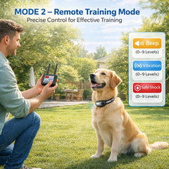 SIYACO collier porté sur chien montrant maintien sûr et liberté contrôlée