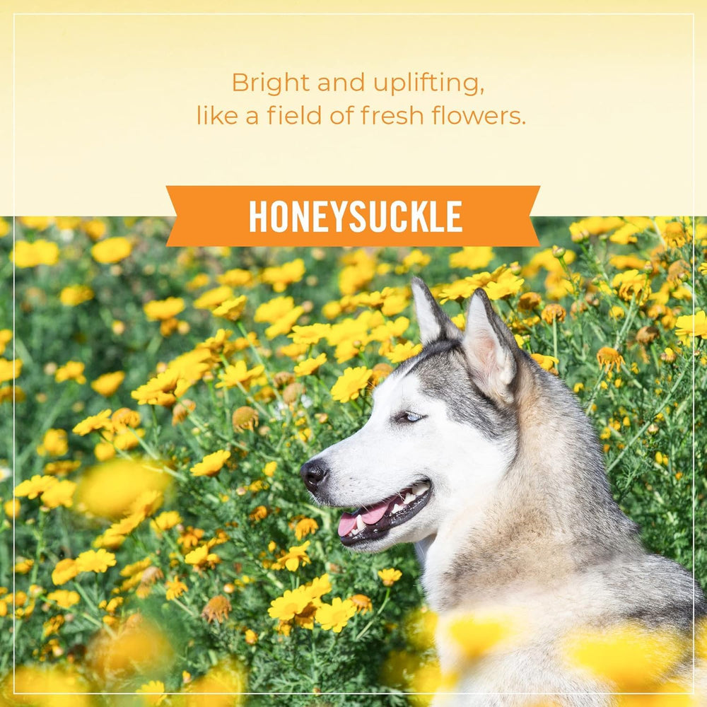 SKOUT'S HONOR lifestyle chien heureux en extérieur après utilisation parfumée