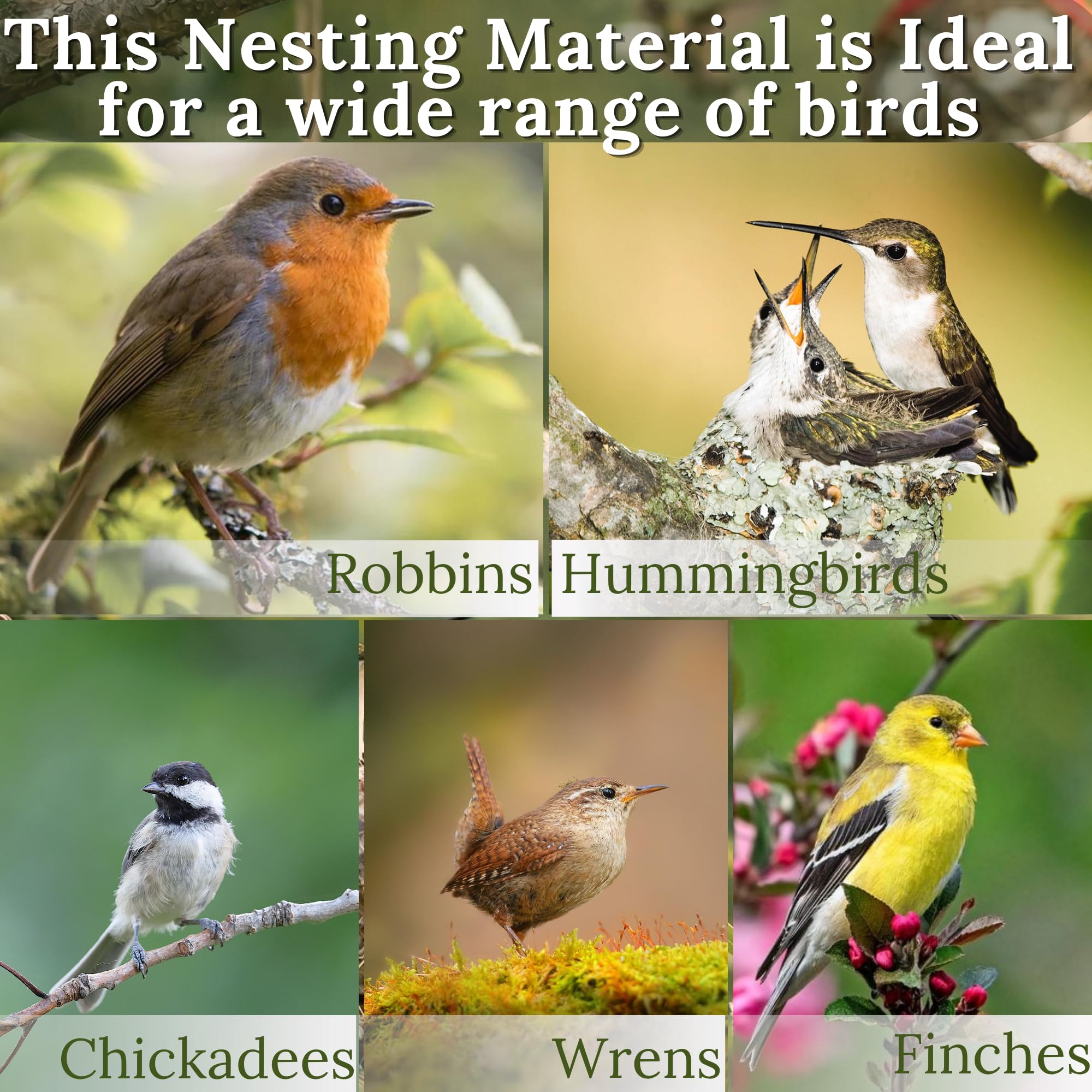 slivche oiseau ramassant fibres montrant attractivité pour nidification