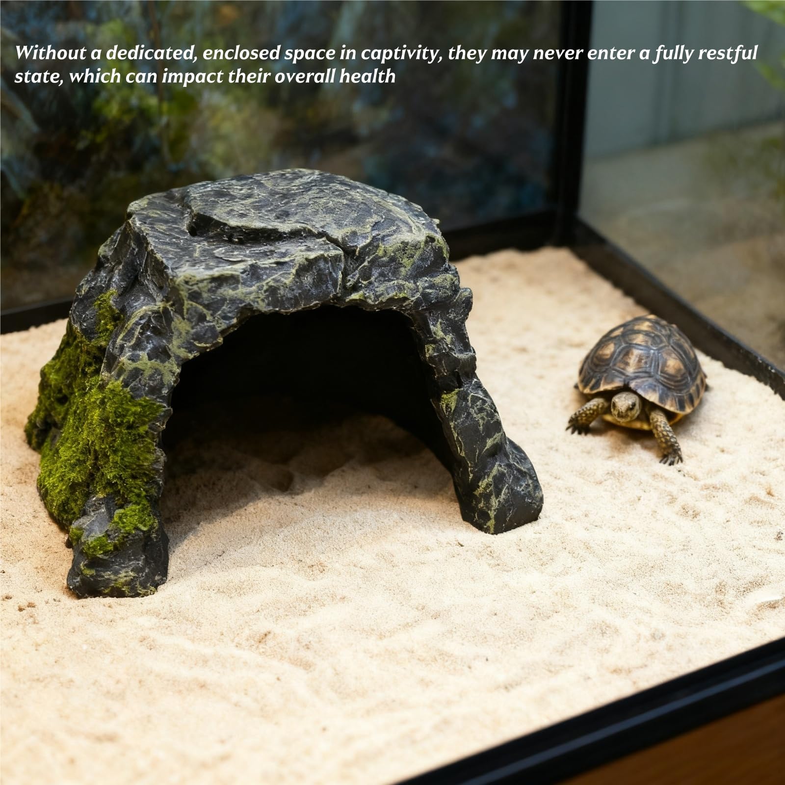 SLWHYZL reptile utilisant la grotte pour se cacher et se sentir sécurisé