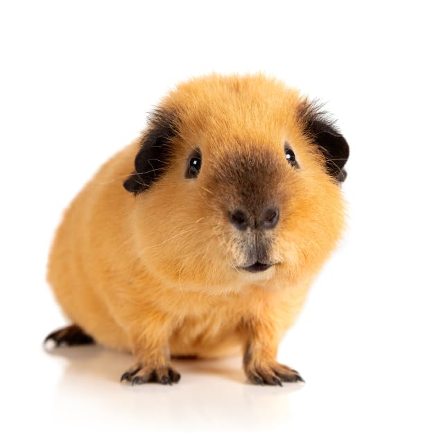 Flocons Small Pet Select dispersés dans le foin, encourage fouissage et stimulation