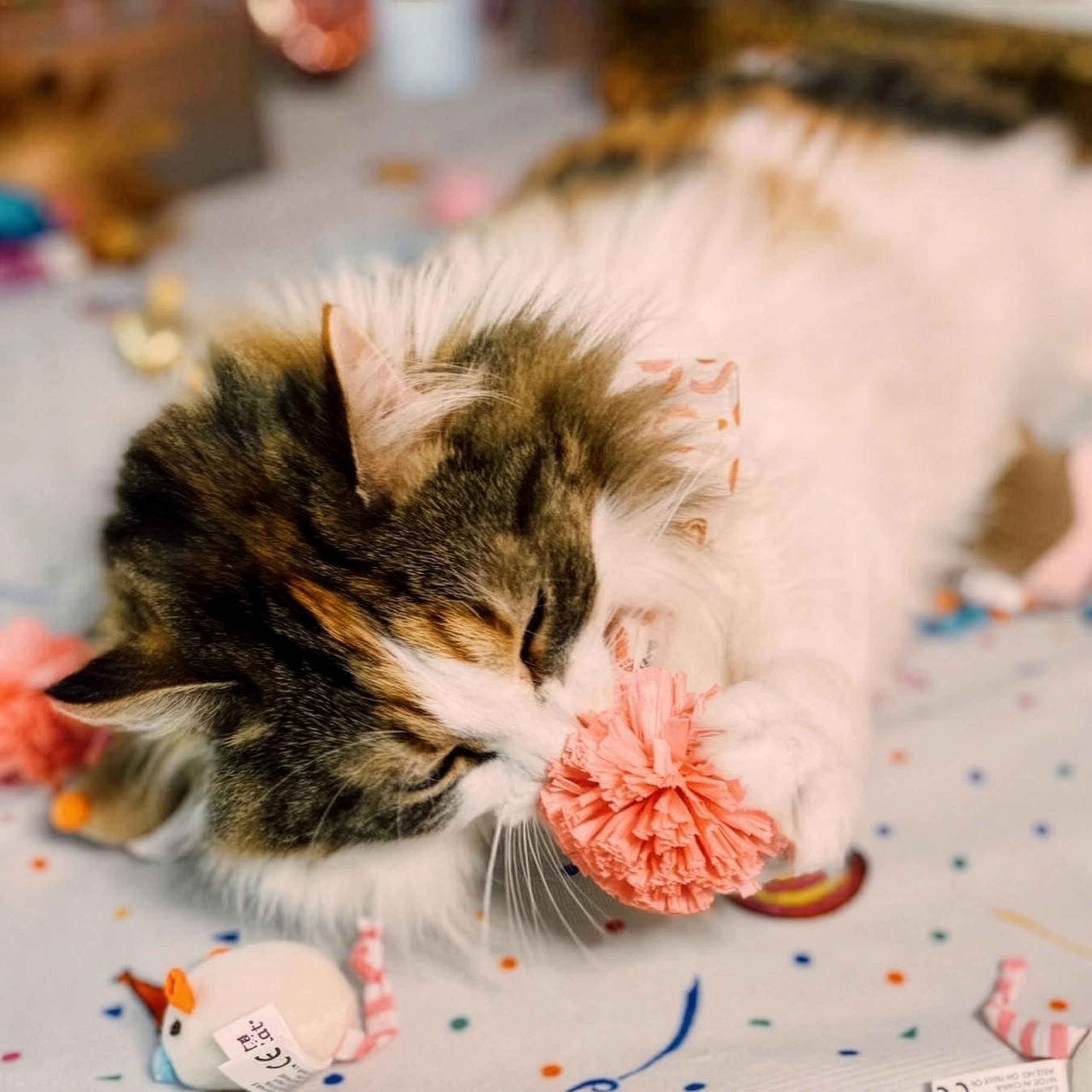 SmartyKat mise en scène festive montrant jouets adaptés aux jeux de fête