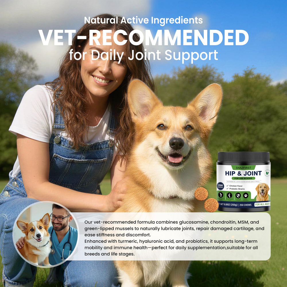 SnazFirst chien en balade pour montrer maintien d'activité et vitalité