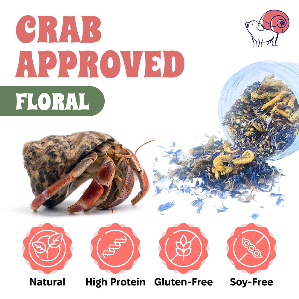 Snout and Shell crabe ermite en train de manger, enrichissement naturel assuré