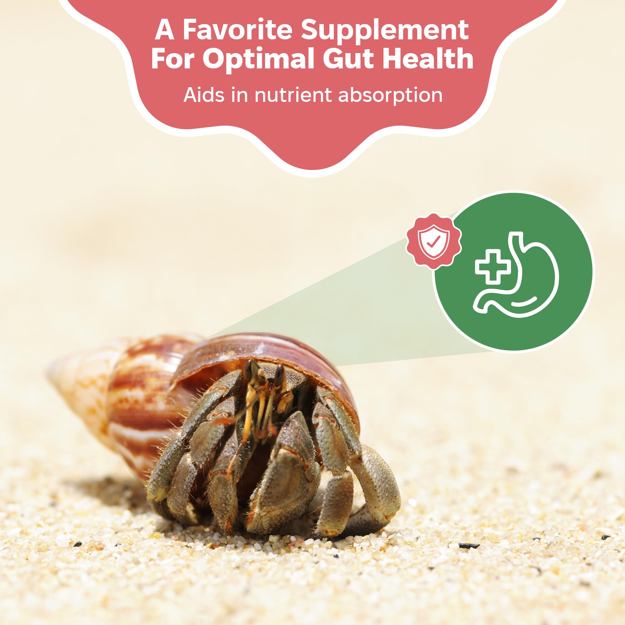 Snout and Shell greensand en gros plan pour apport naturel en calcium