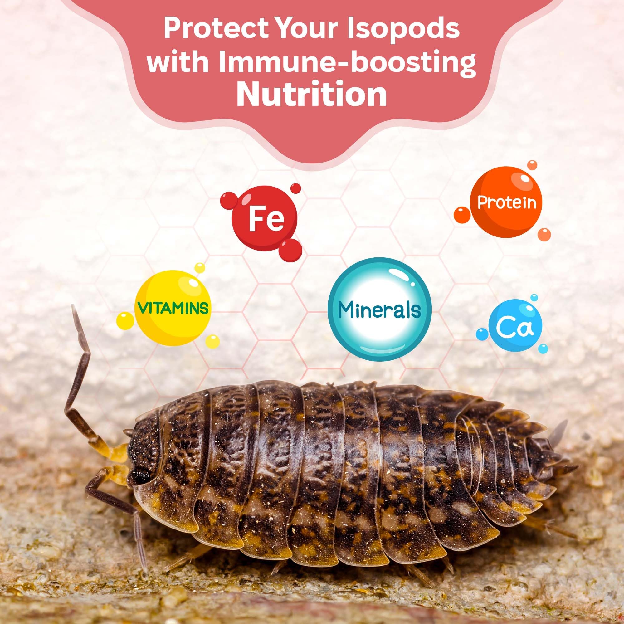 Snout and Shell zoom sur ingrédients variés pour apport vitaminique diversifié