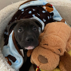Snuggle Puppy couverture étalée sur un canapé protégeant le tissu et captant les poils