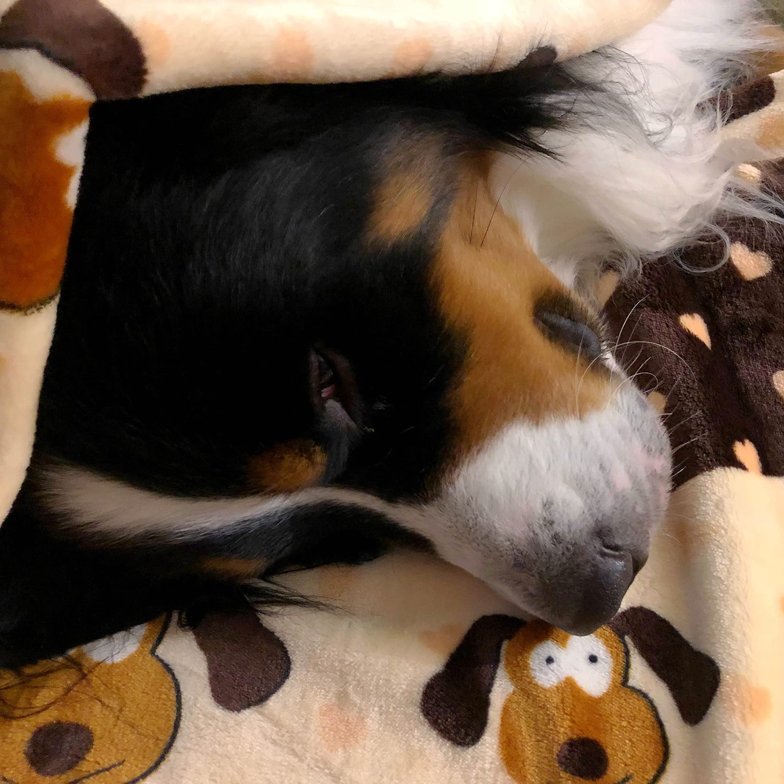 Snuggle Puppy couverture à côté d’un mètre pour montrer dimensions utiles