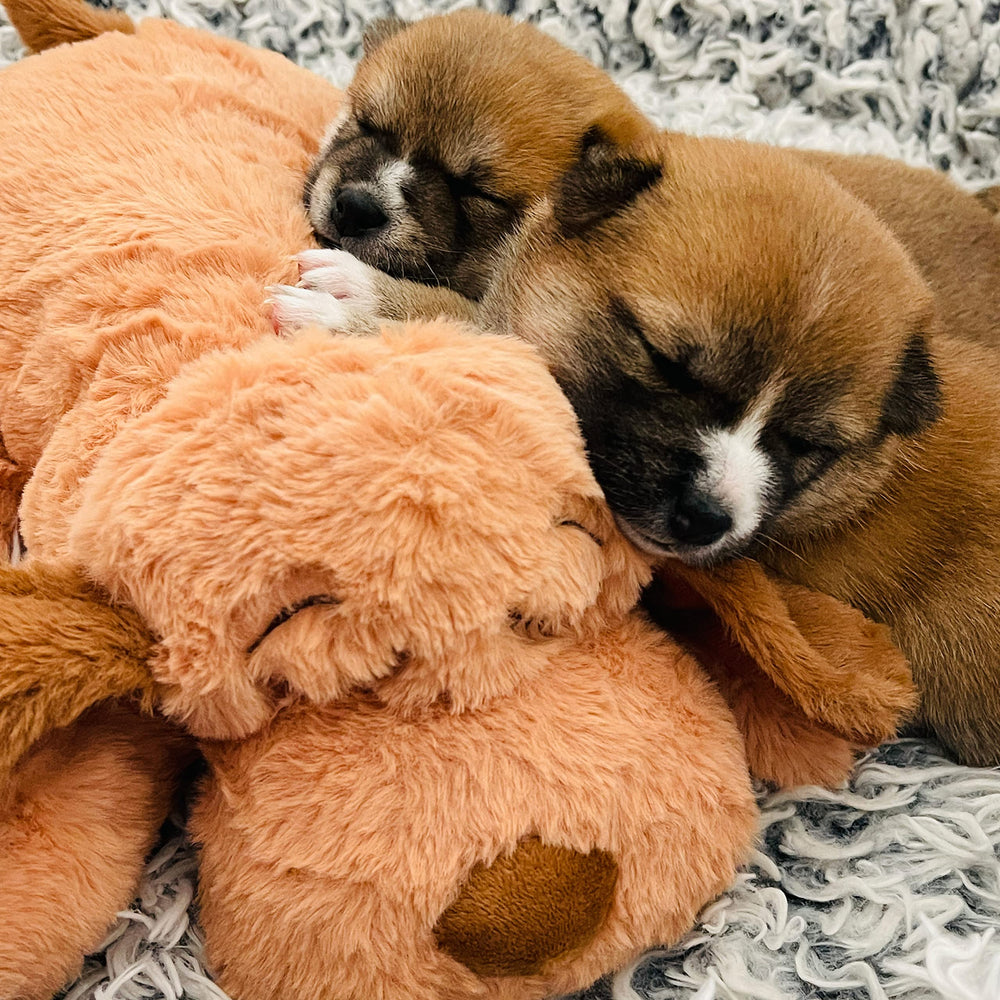 Snuggle Puppie comparaison d'échelle pour évaluer taille medium adaptée