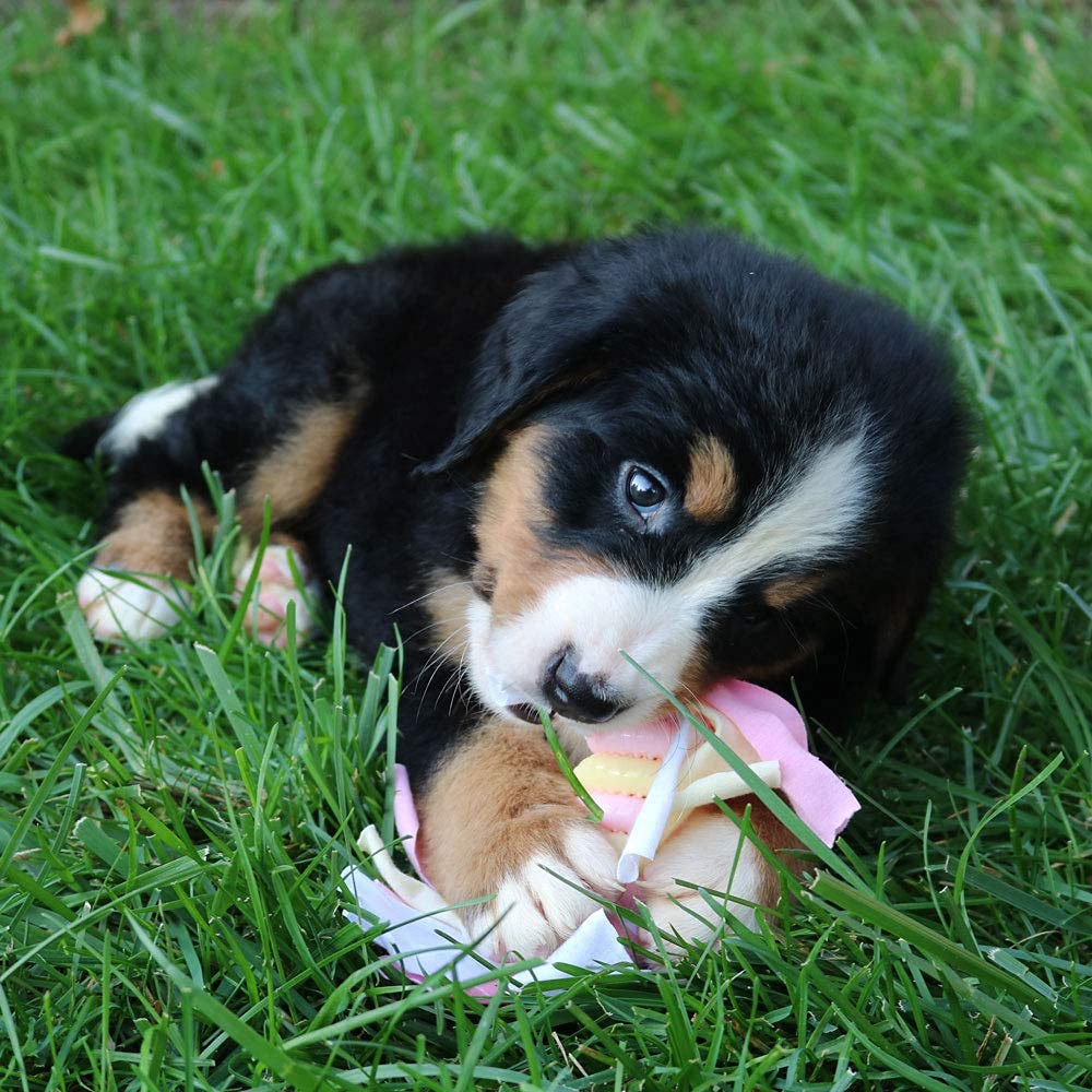 Snuggle Puppie mise en scène chambre crée coin sommeil rassurant