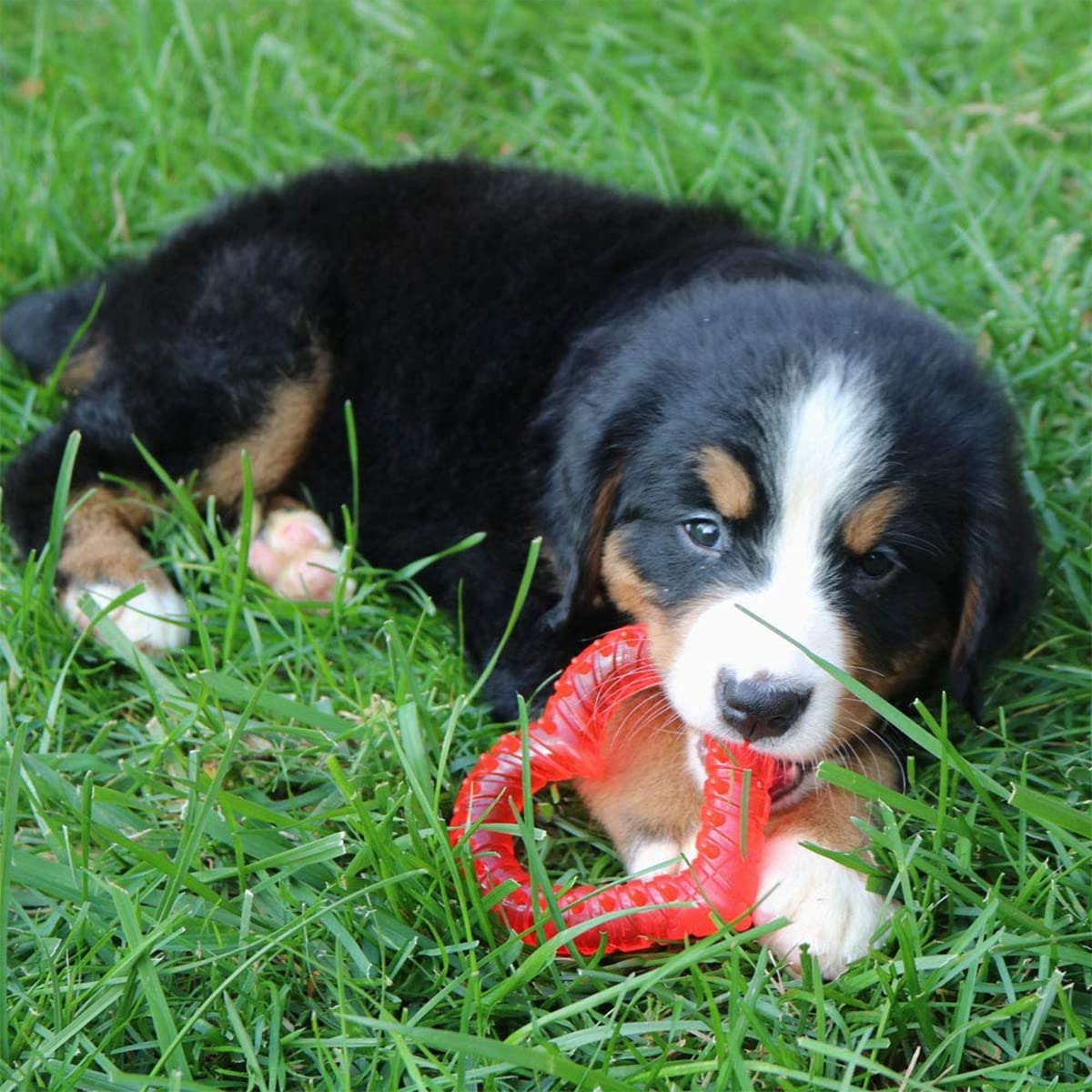 Snuggle Puppy étiquette et piles incluses prêt à l'emploi