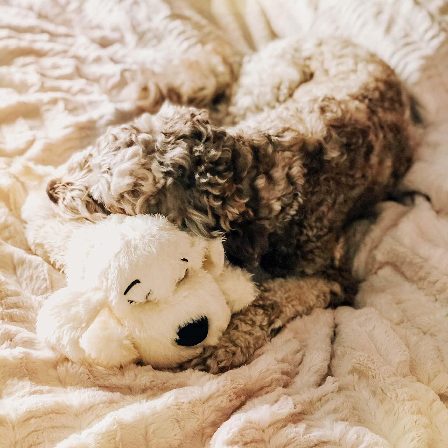 Snuggle Puppy comparaison d'échelle montrant taille du module et bénéfice polyvalent