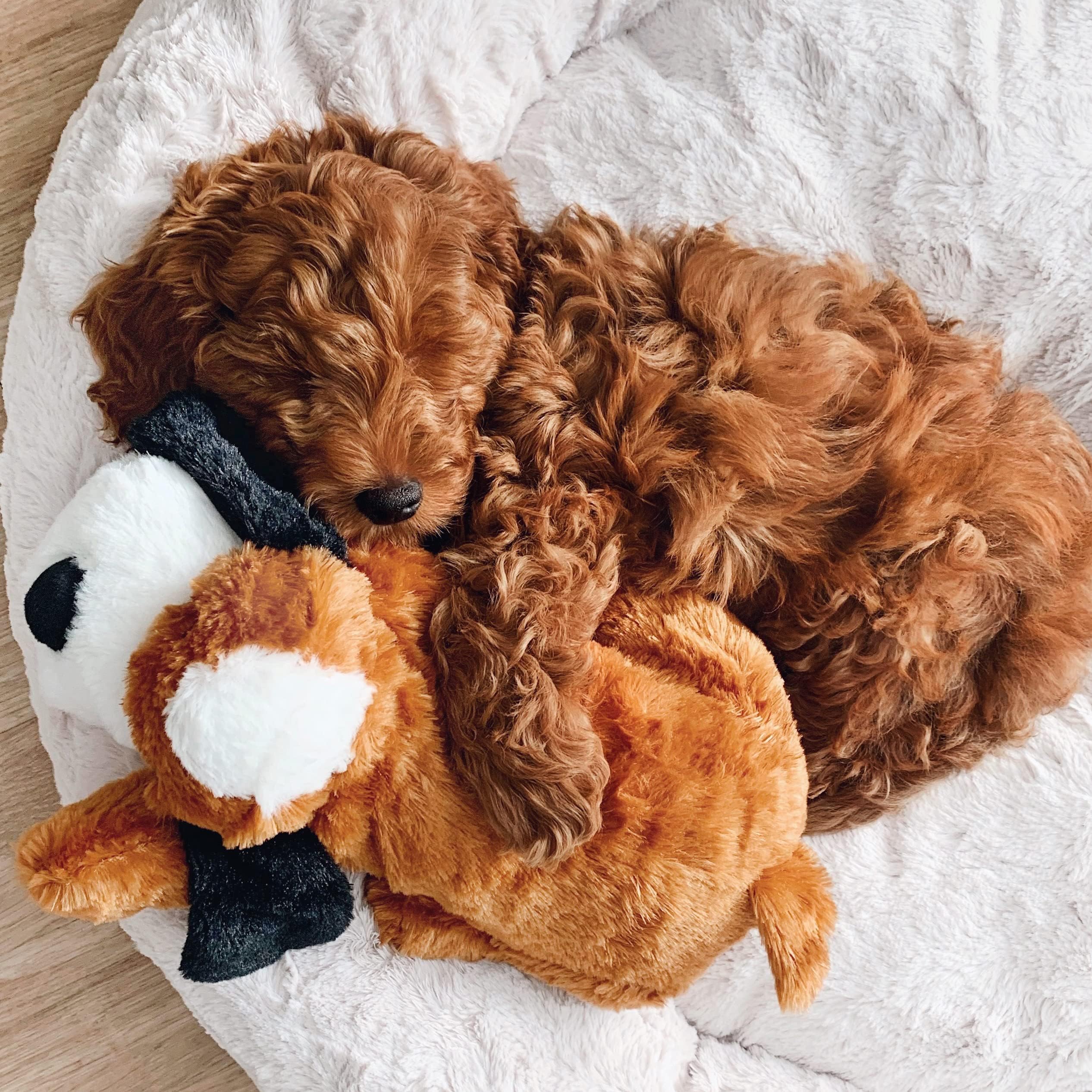 Snuggle Puppy piles AAA incluses et bouton marche arrêt pour un usage prolongé