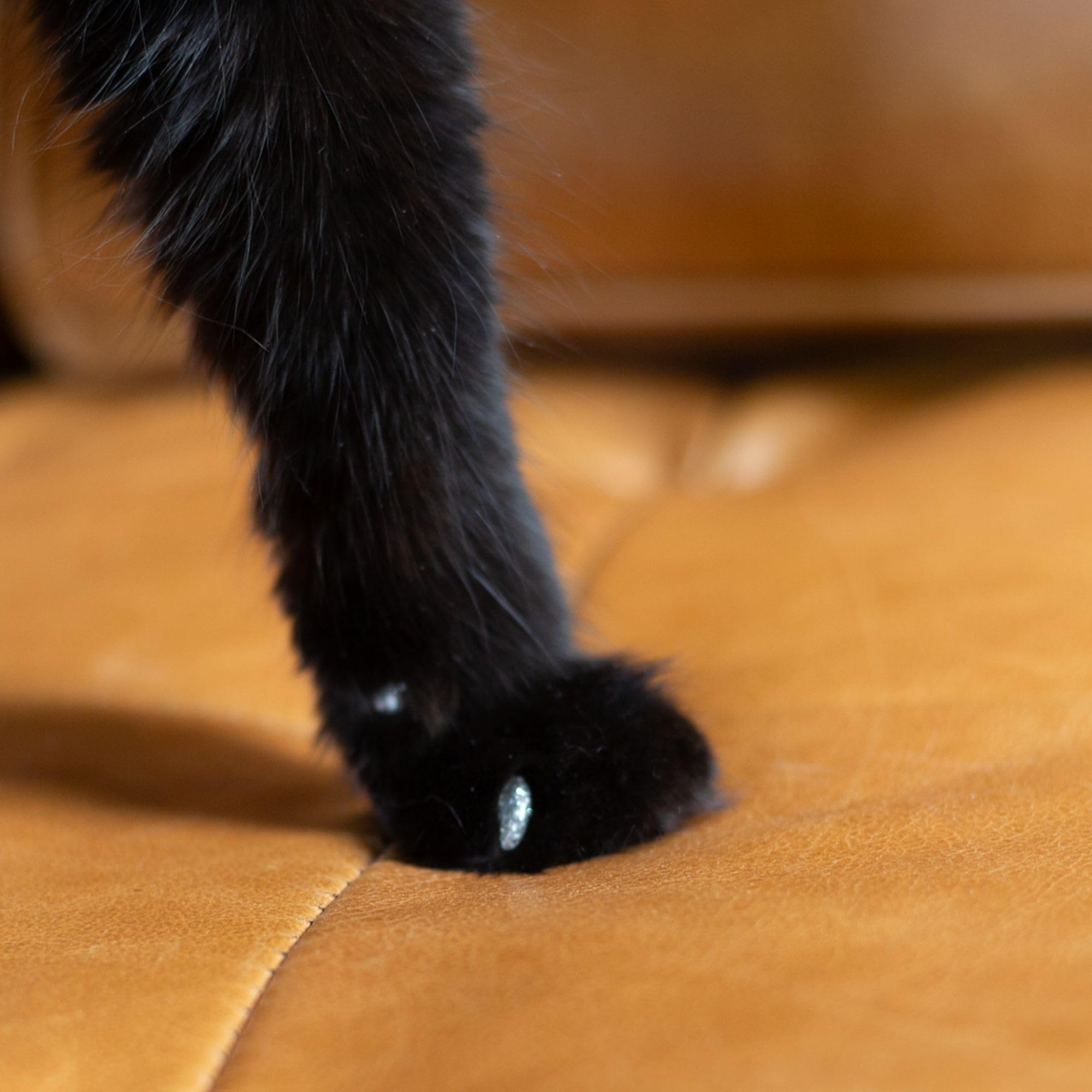 Soft Claws salon avant et après montrant protection efficace du mobilier