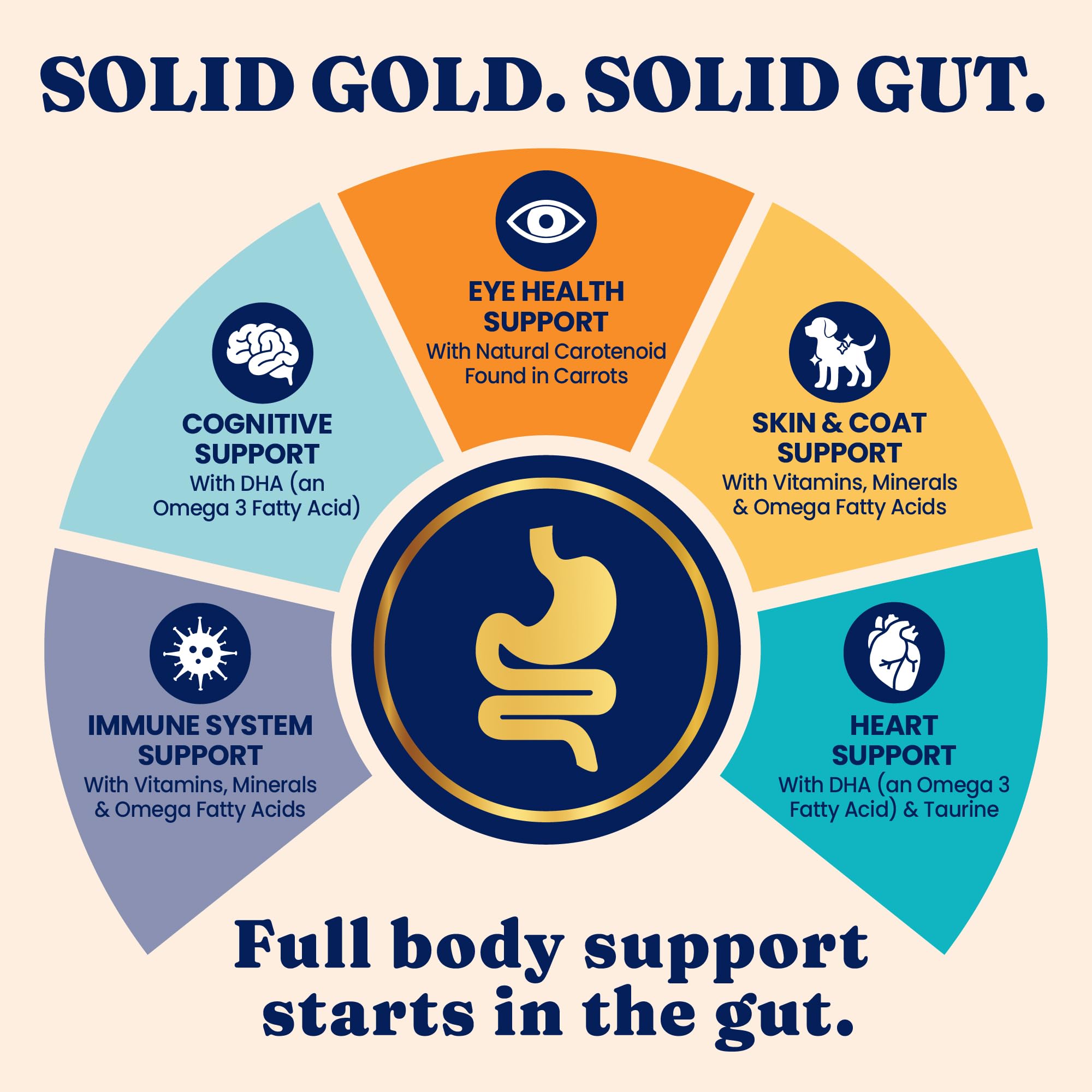 Solid Gold chat mange les croquettes montrant appétence et plaisir alimentaire