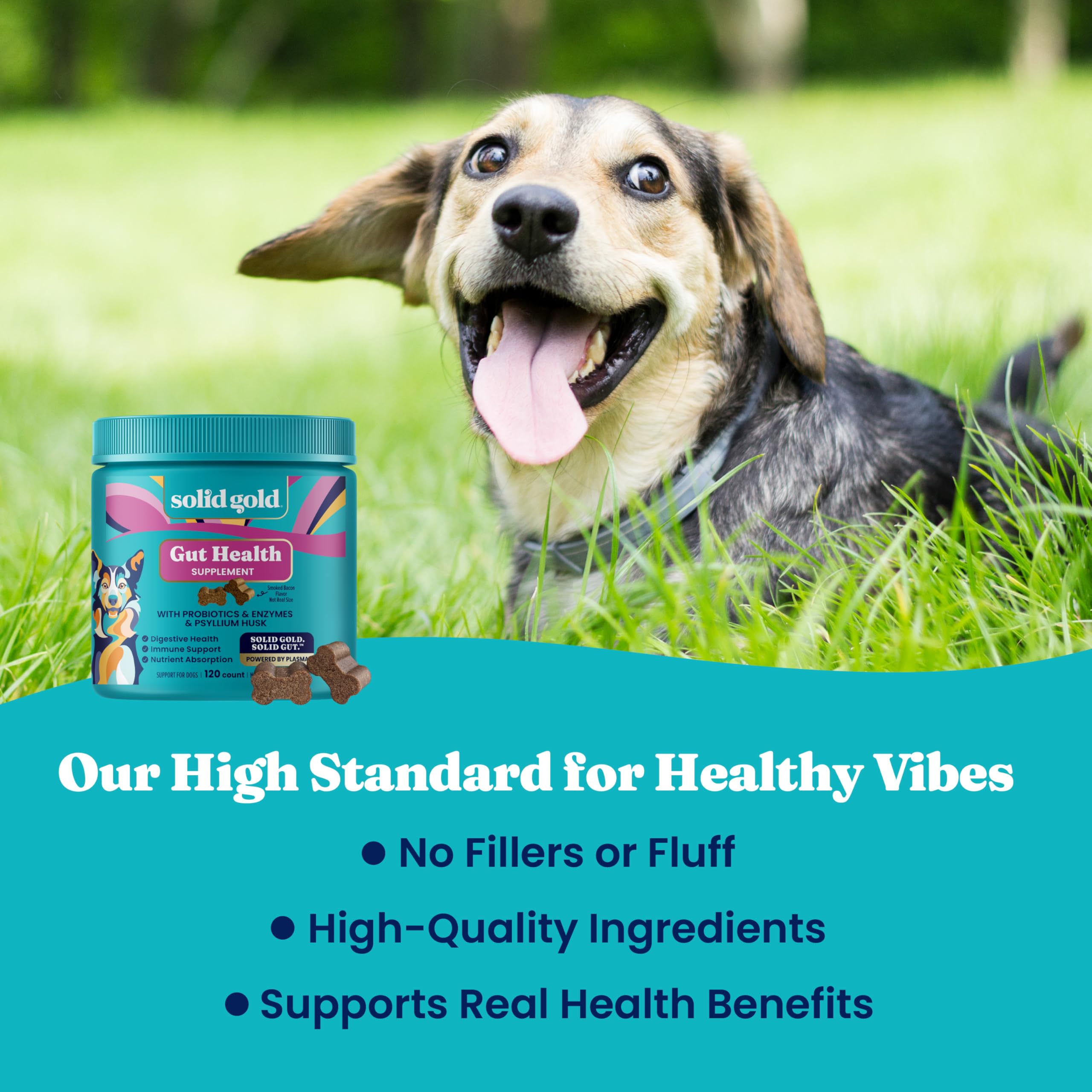 Solid Gold chien mange chewable démontrant acceptation et appétence