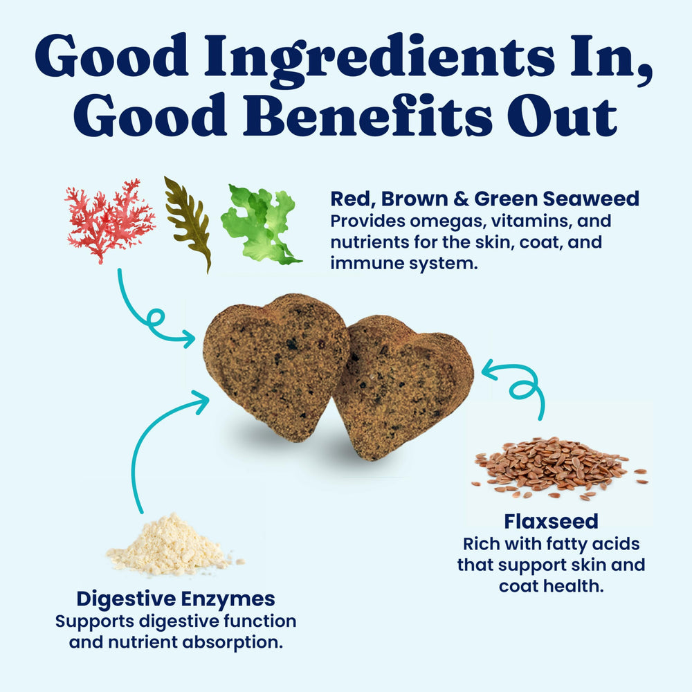 Chiot prenant une pastille SeaMeal Solid Gold en main, favorise acceptation