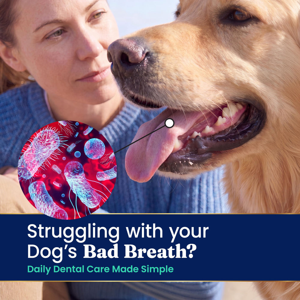 Solid Gold SeaMeal saupoudré sur repas chien application facile