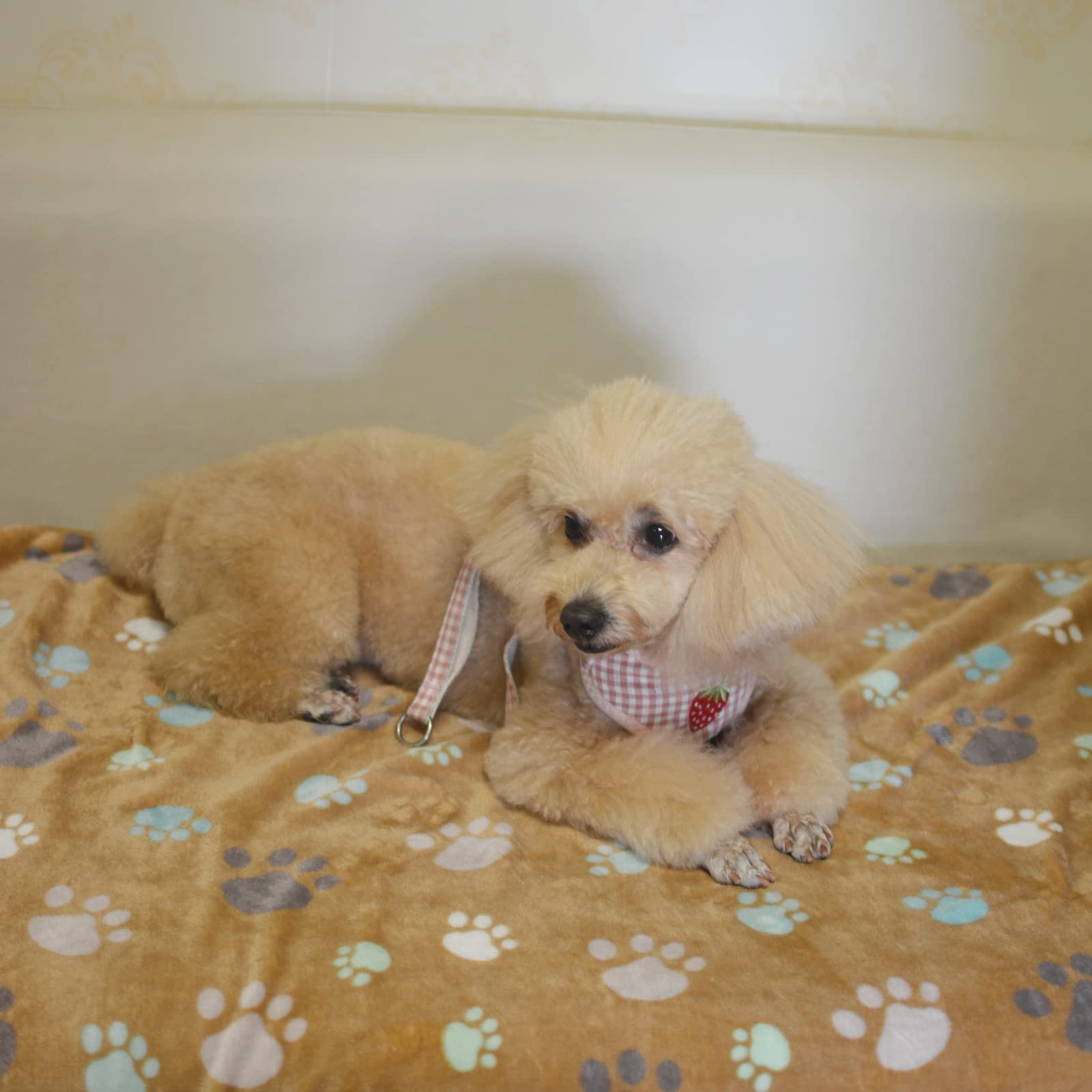 SORKUT gros plan texture velours corail, douceur apaisante pour animal