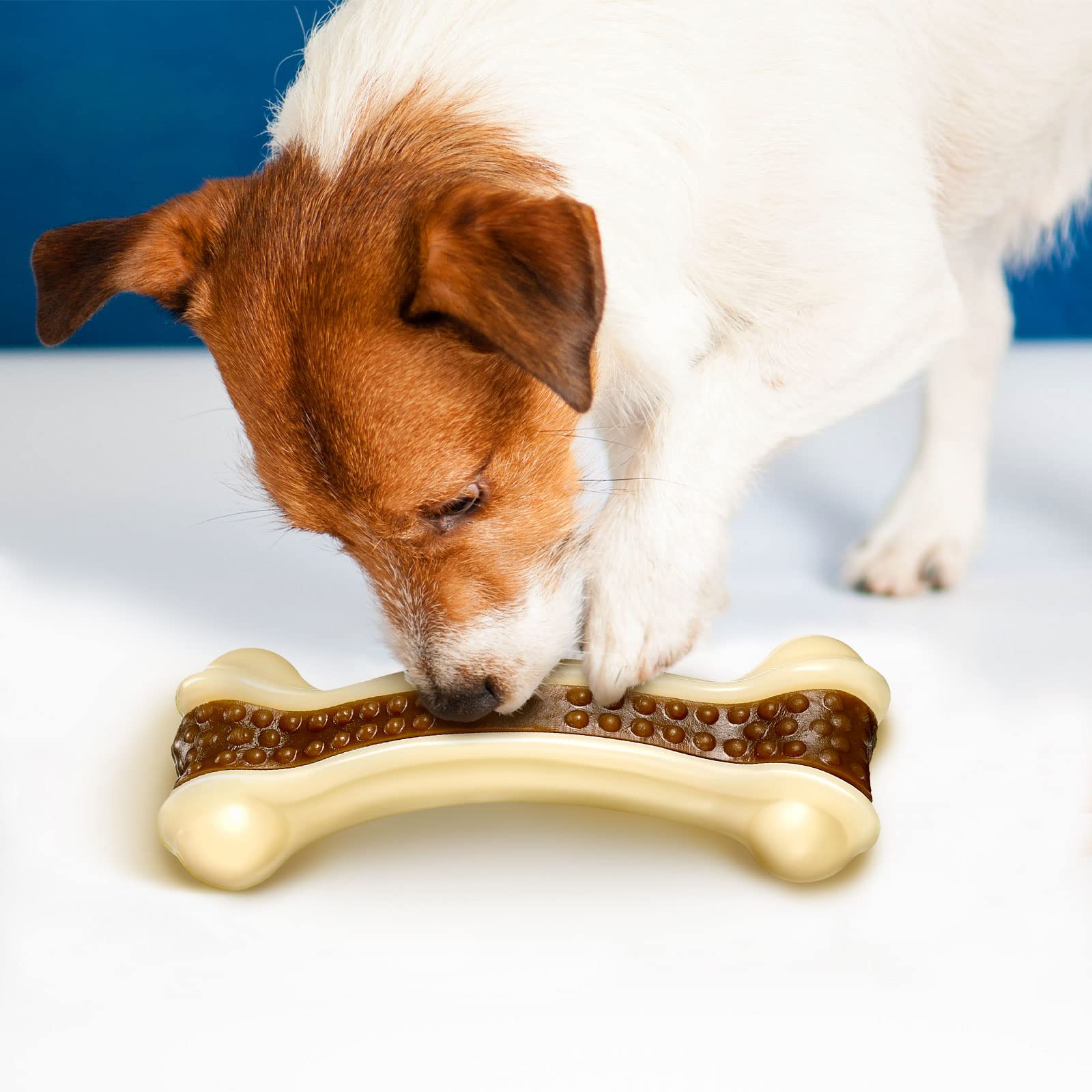 sosation scène vie quotidienne chien occupé réduisant ennui domestique