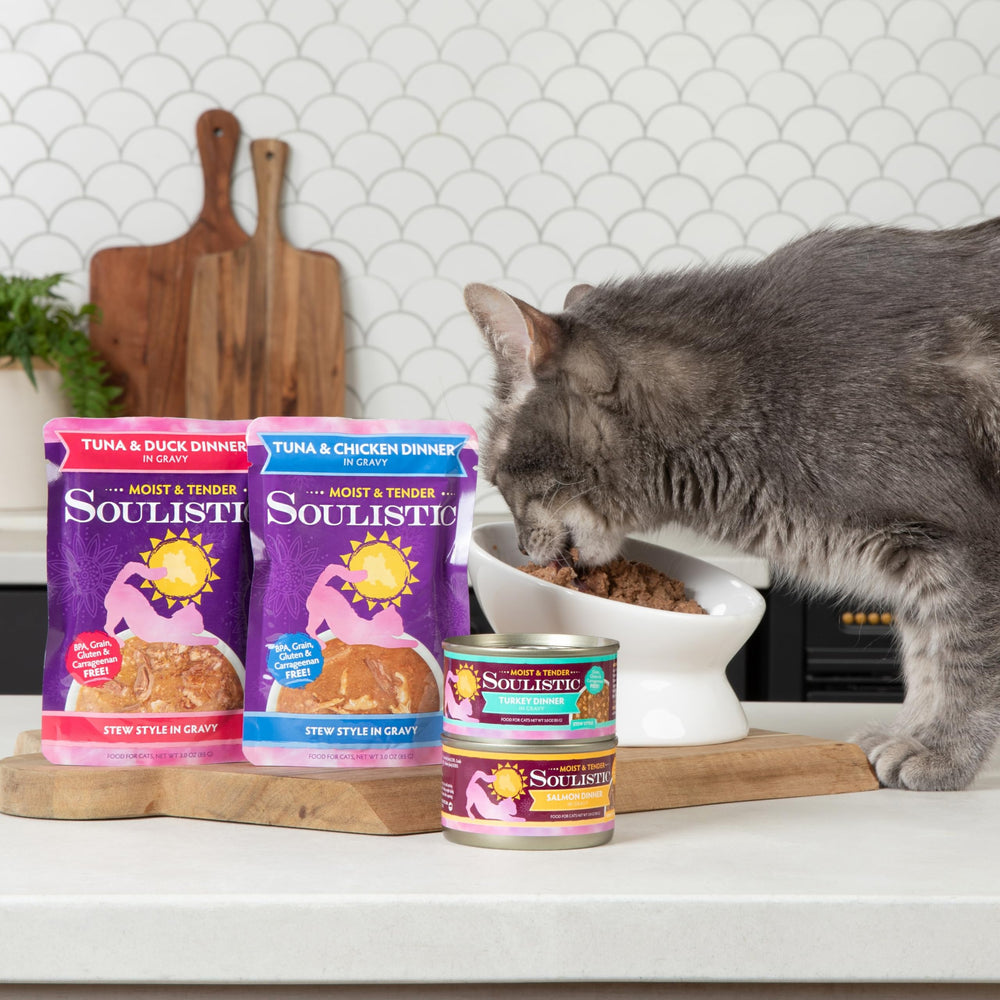 Chat sentant une coupelle Soulistic en contexte domestique, appétit stimulé