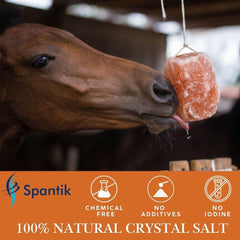 Cheval utilisant bloc Spantik pour une prise de sel simple et accessible