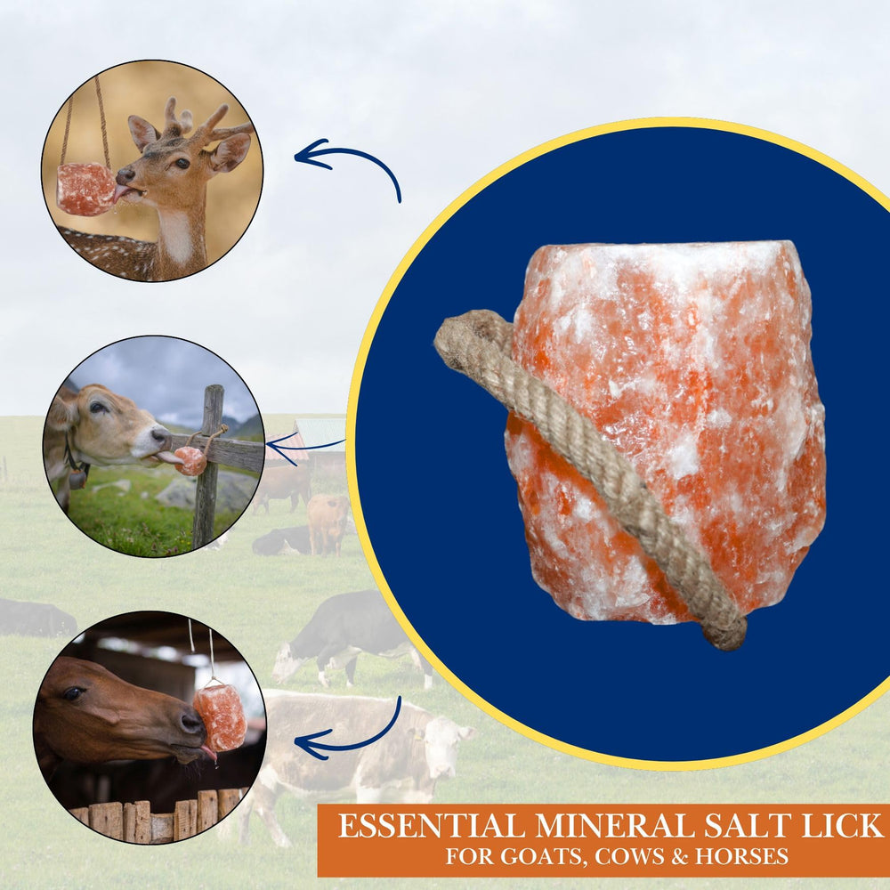 Gros plan texture du sel Spantik révèle grain dense et pureté naturelle