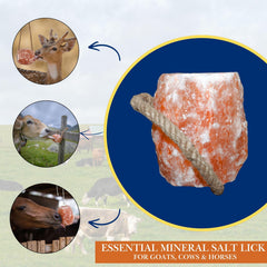 Gros plan texture du sel Spantik révèle grain dense et pureté naturelle