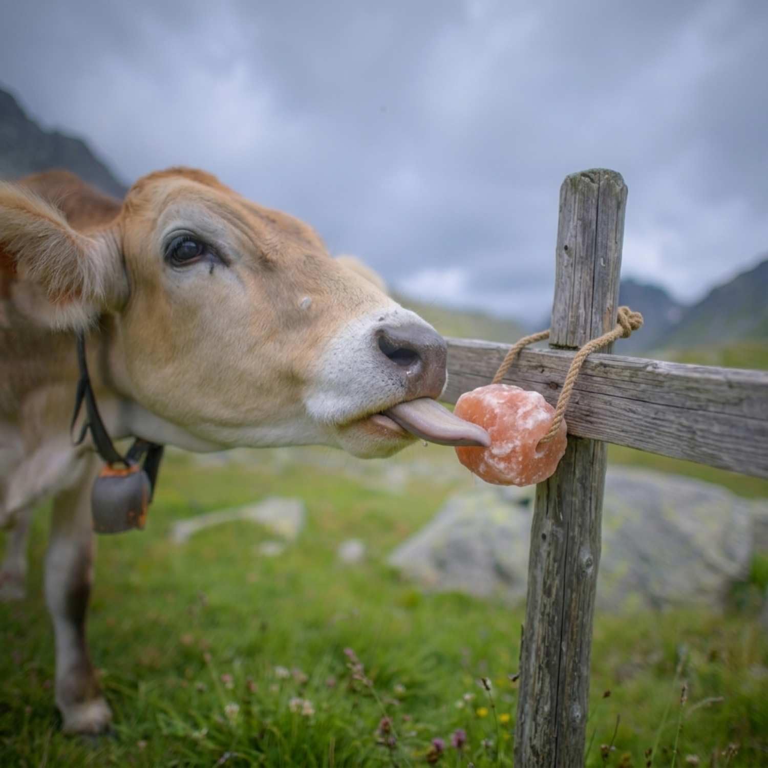 Divers animaux au pâturage autour d’un bloc Spantik, usage polyvalent