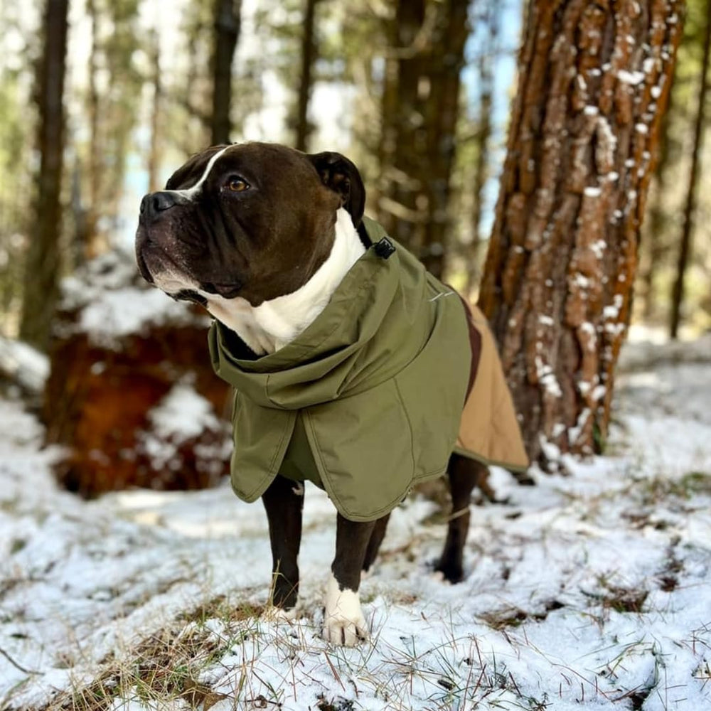 Spark Paws chien en promenade sous la pluie, manteau imperméable