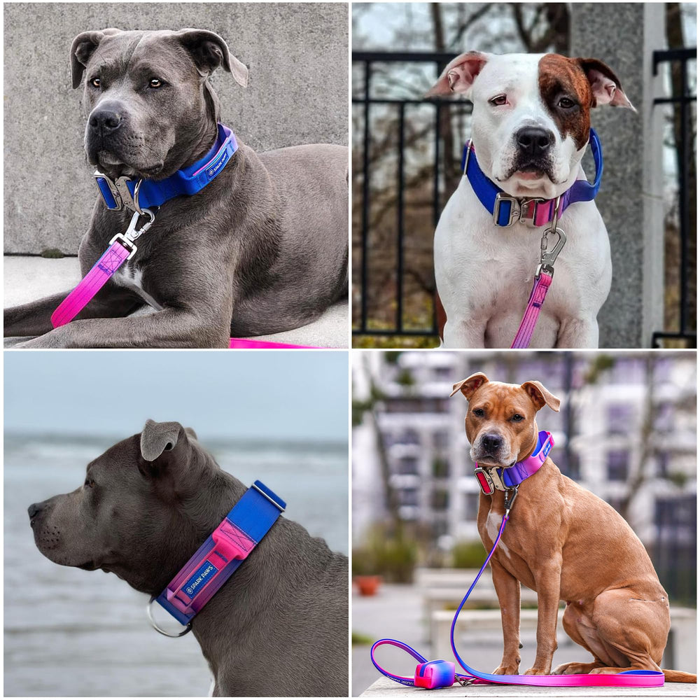 Spark Paws collier comparé à une laisse montrant échelle et taille