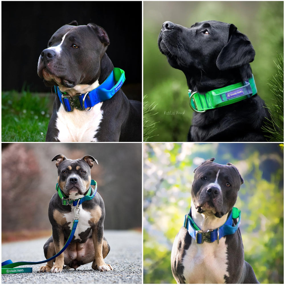 Spark Paws collier dans cadre extérieur illustrant usage aventureux