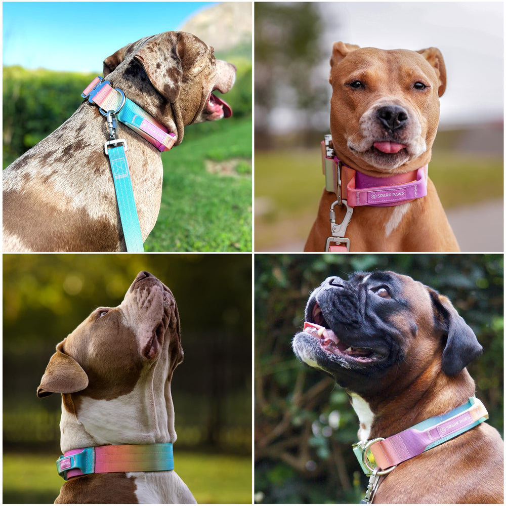 Spark Paws collier en randonnée résistant aux conditions extérieures