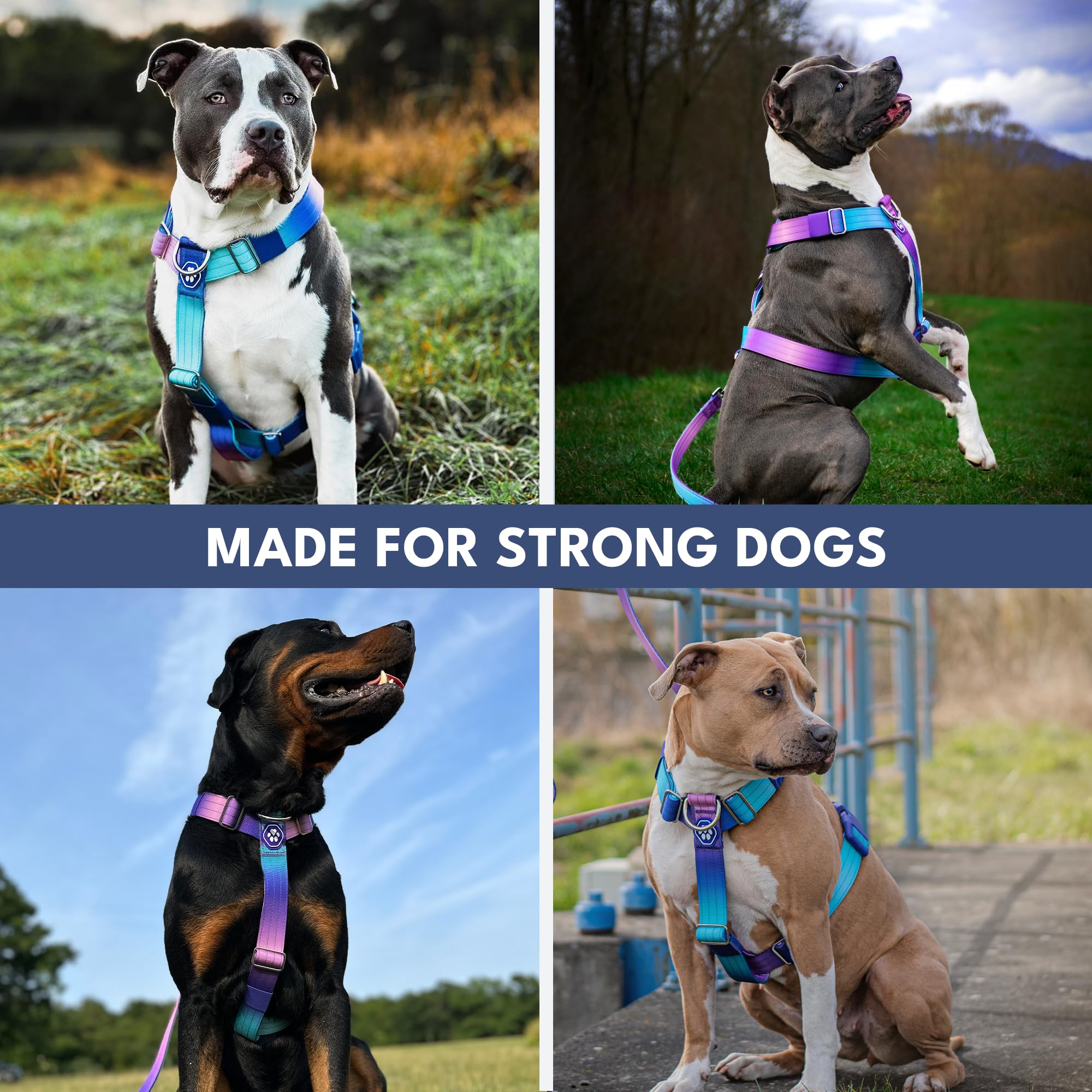 Spark Paws look tactique complet avec laisse et collier assortis