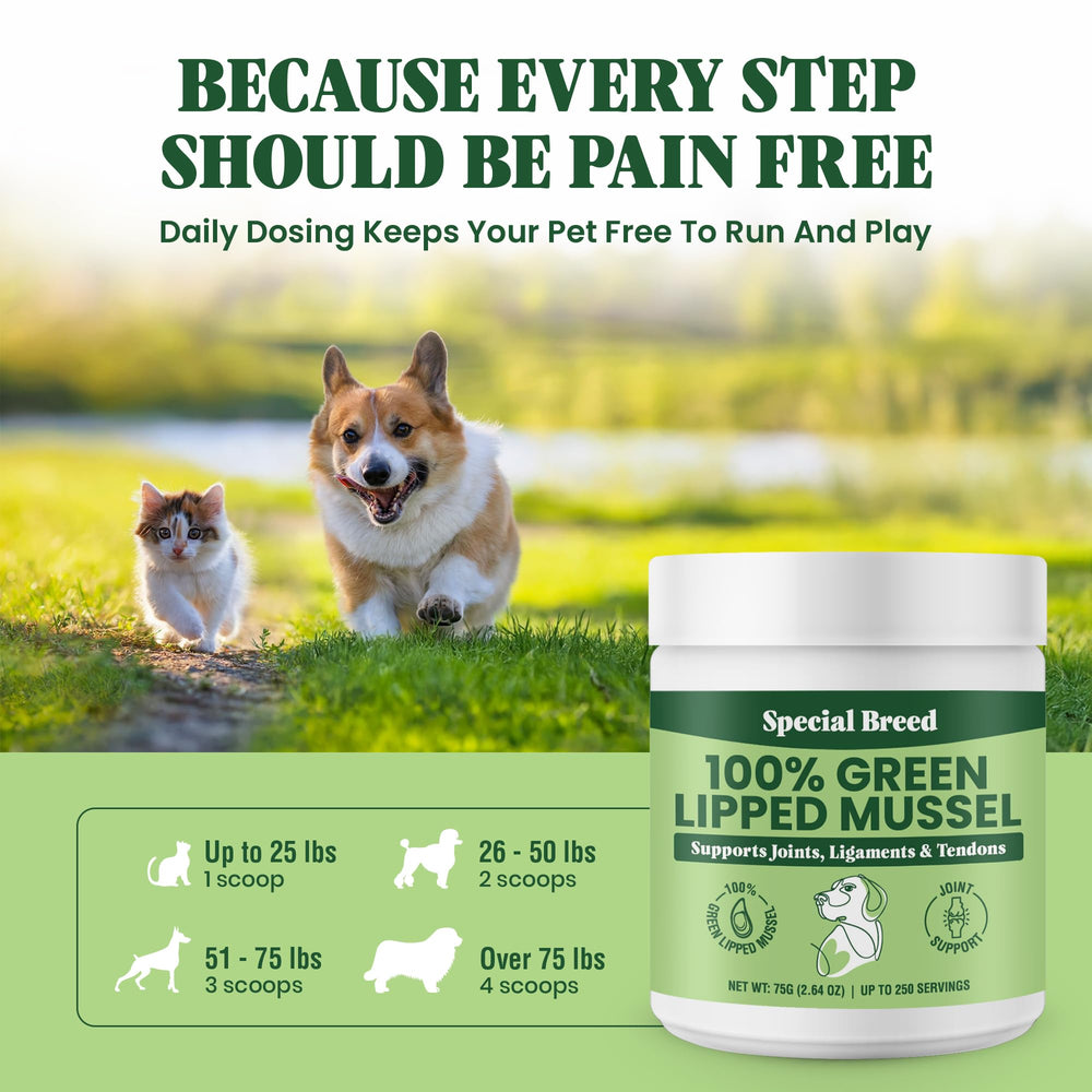 Special Breed mise en scène repas chiot et chat, usage quotidien pratique