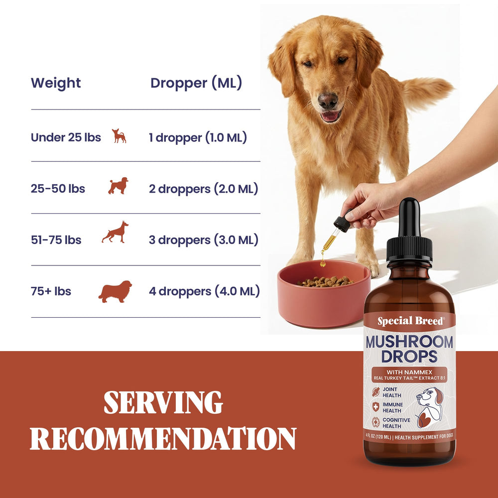 Special Breed chien actif en extérieur montrant mobilité et vitalité soutenues par le supplément