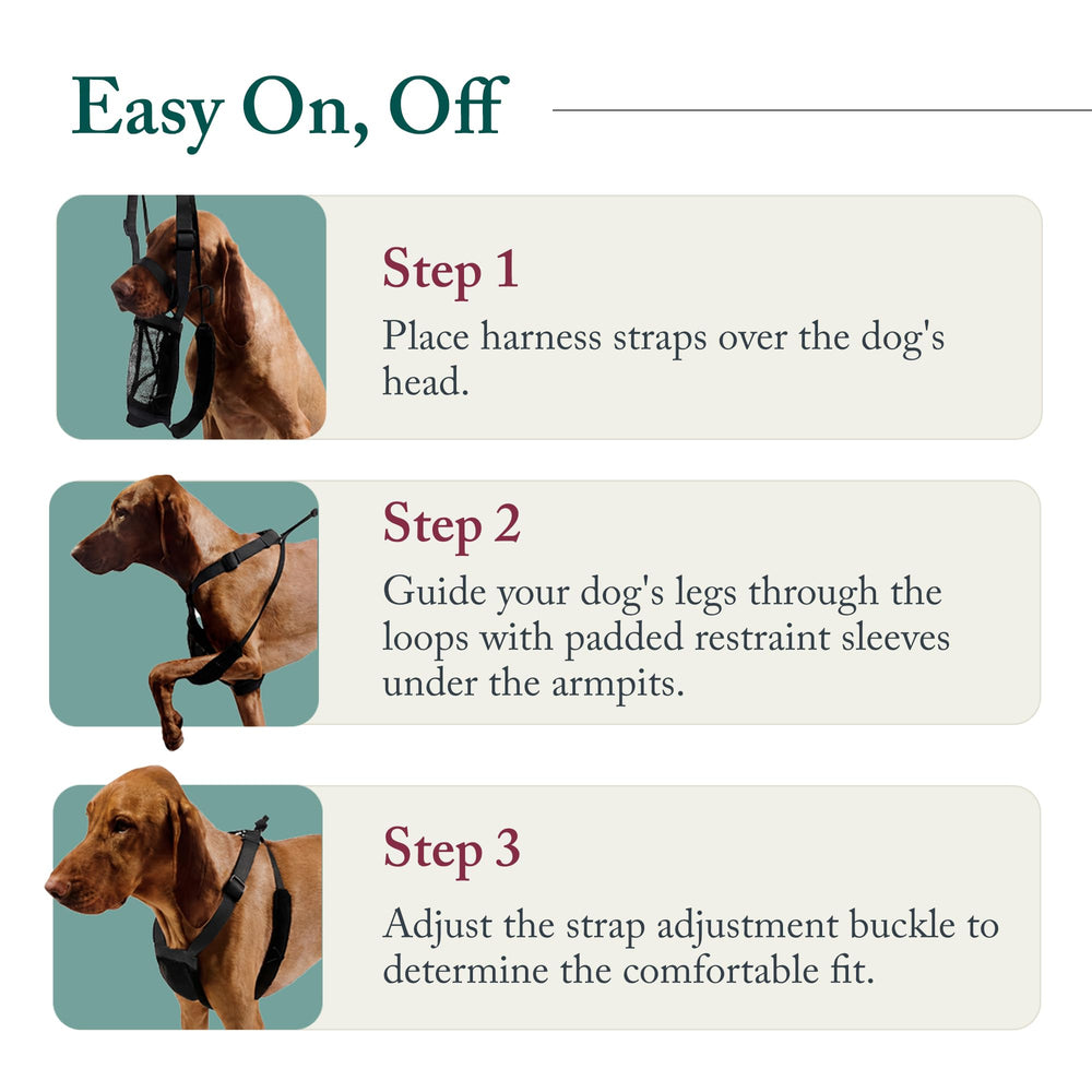 Sporn harnais enfilé sur chien extra-small sécurité et confort